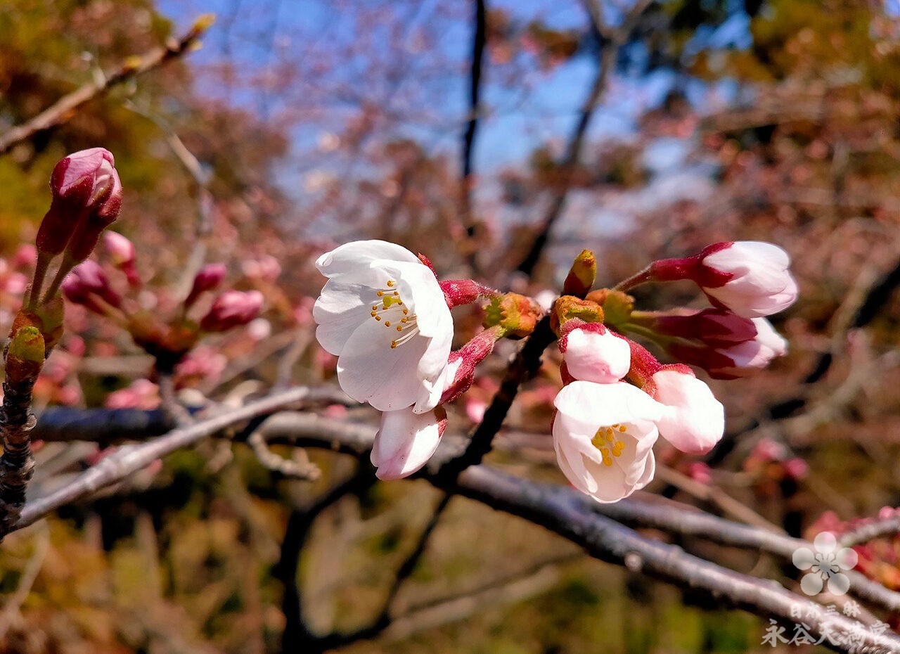 桜開花