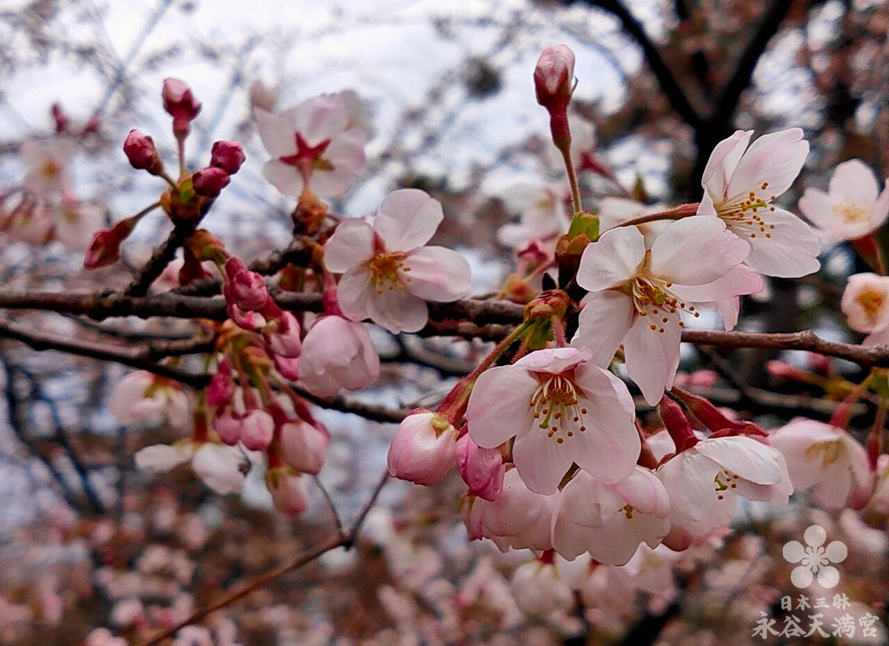 桜間もなく見ごろ