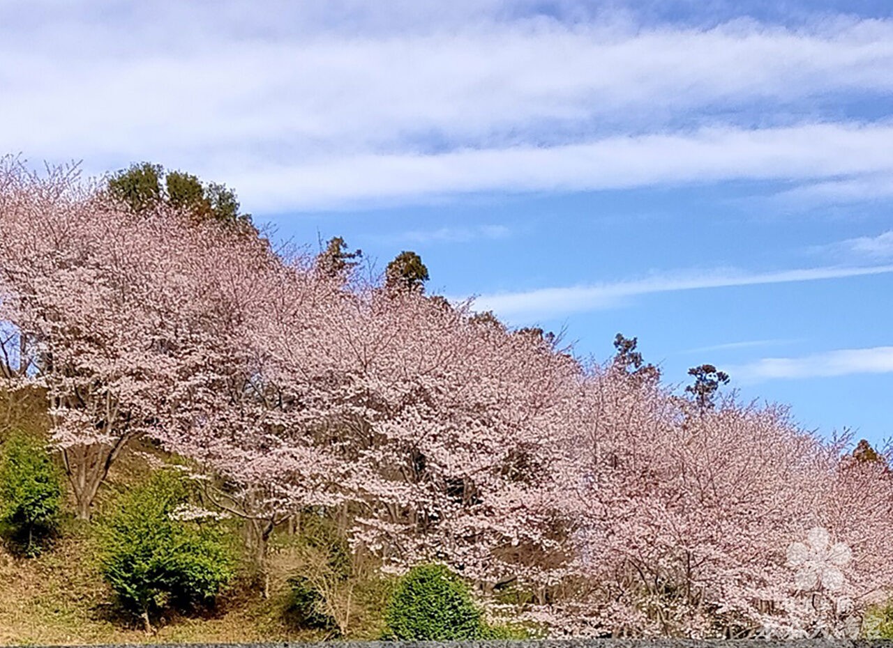 桜が見ごろです