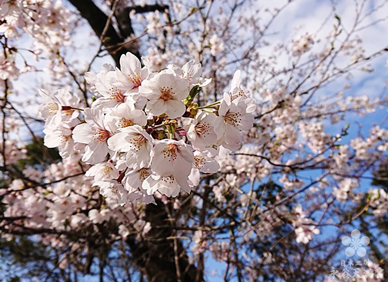 桜全体