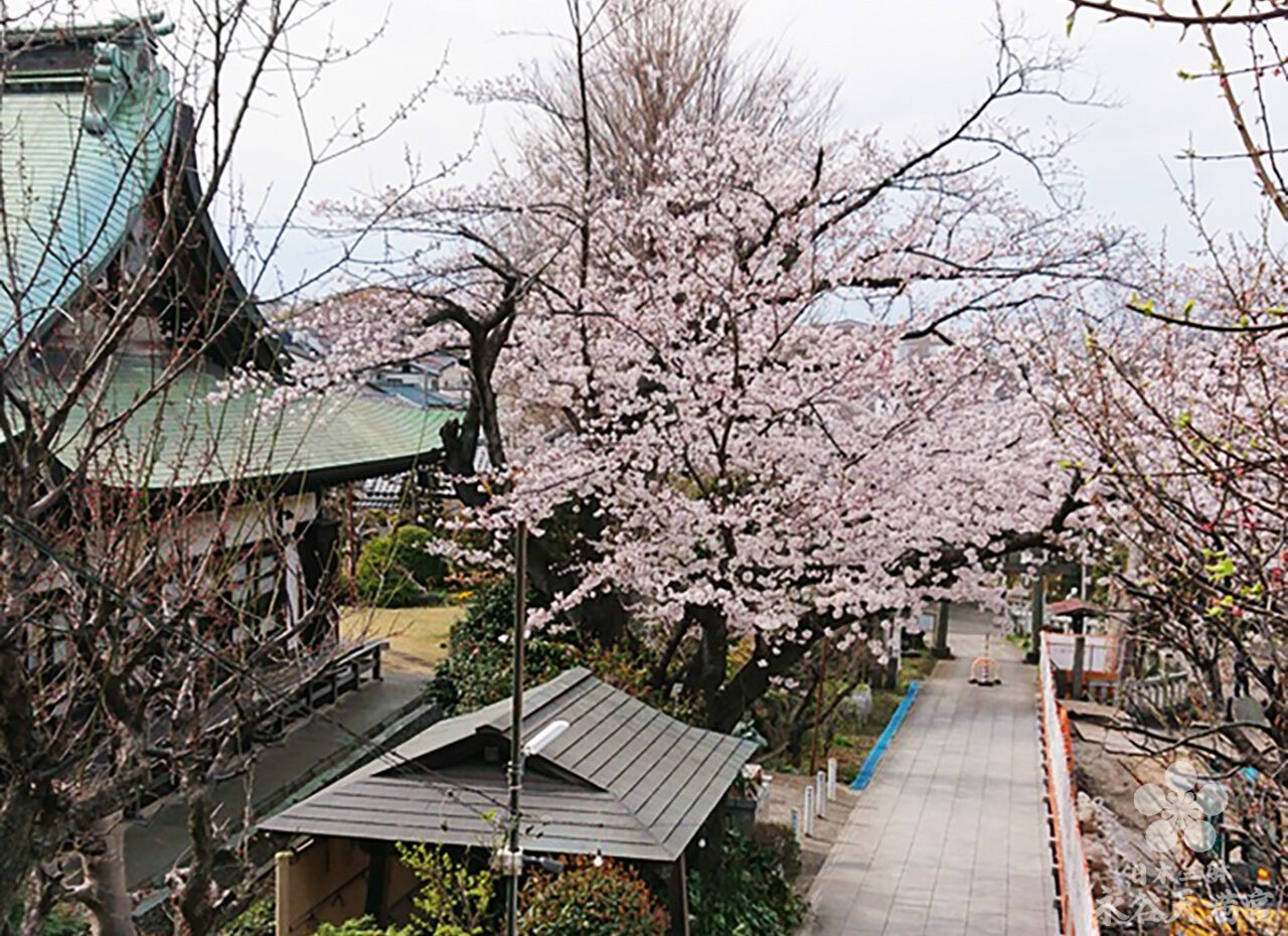 境内の桜