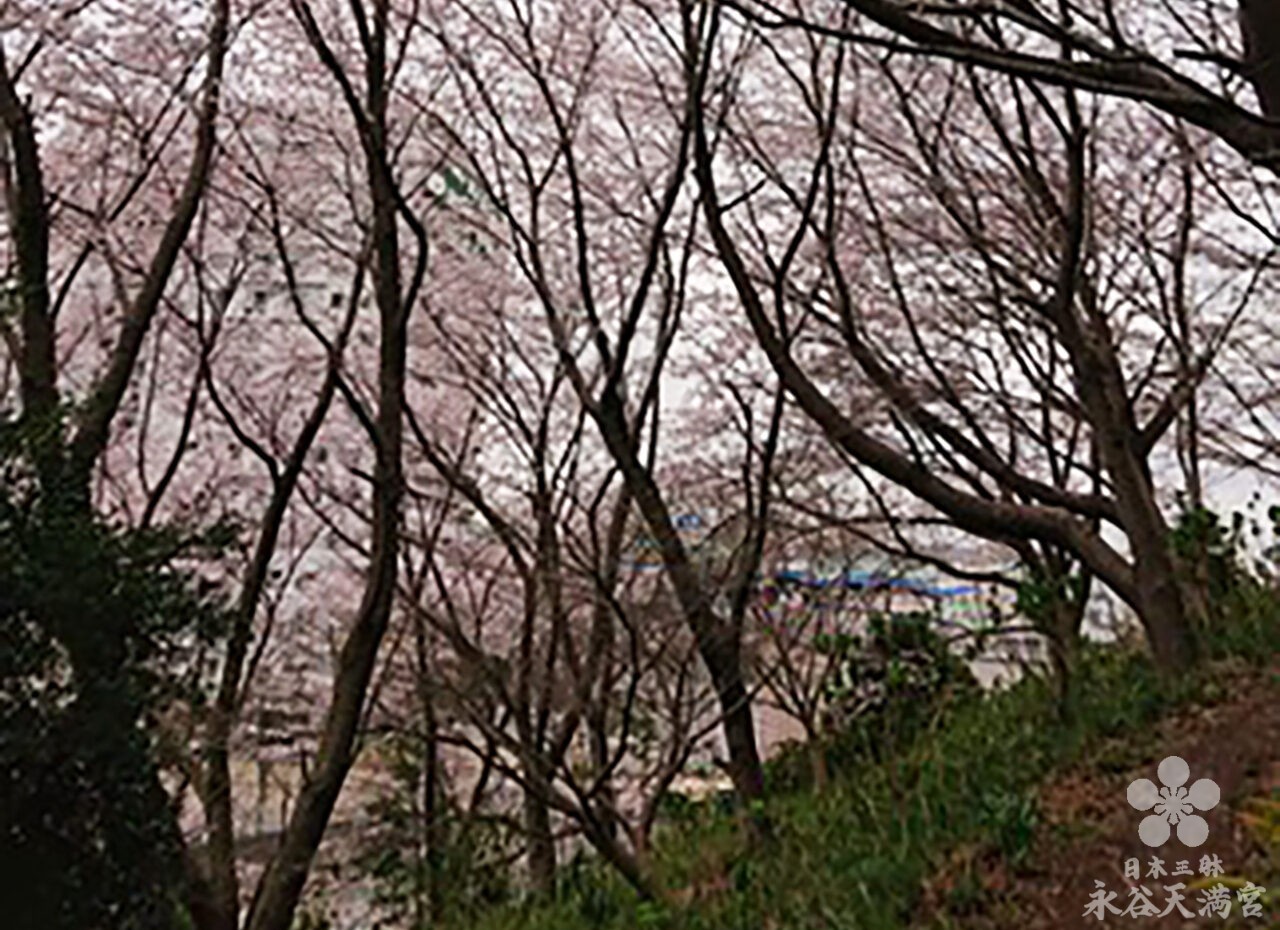 天神山の桜