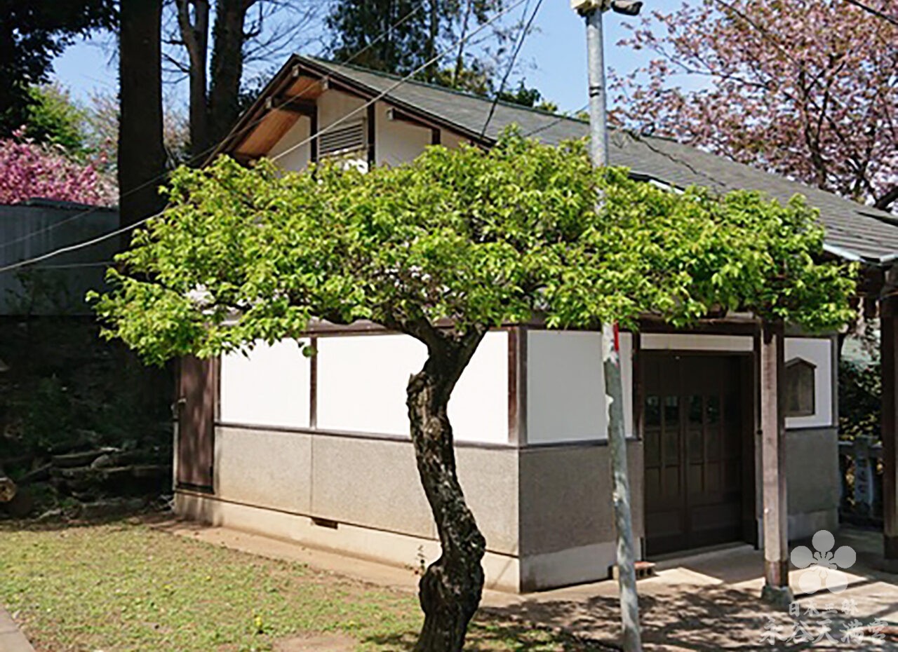 天神山の緑と梅の実