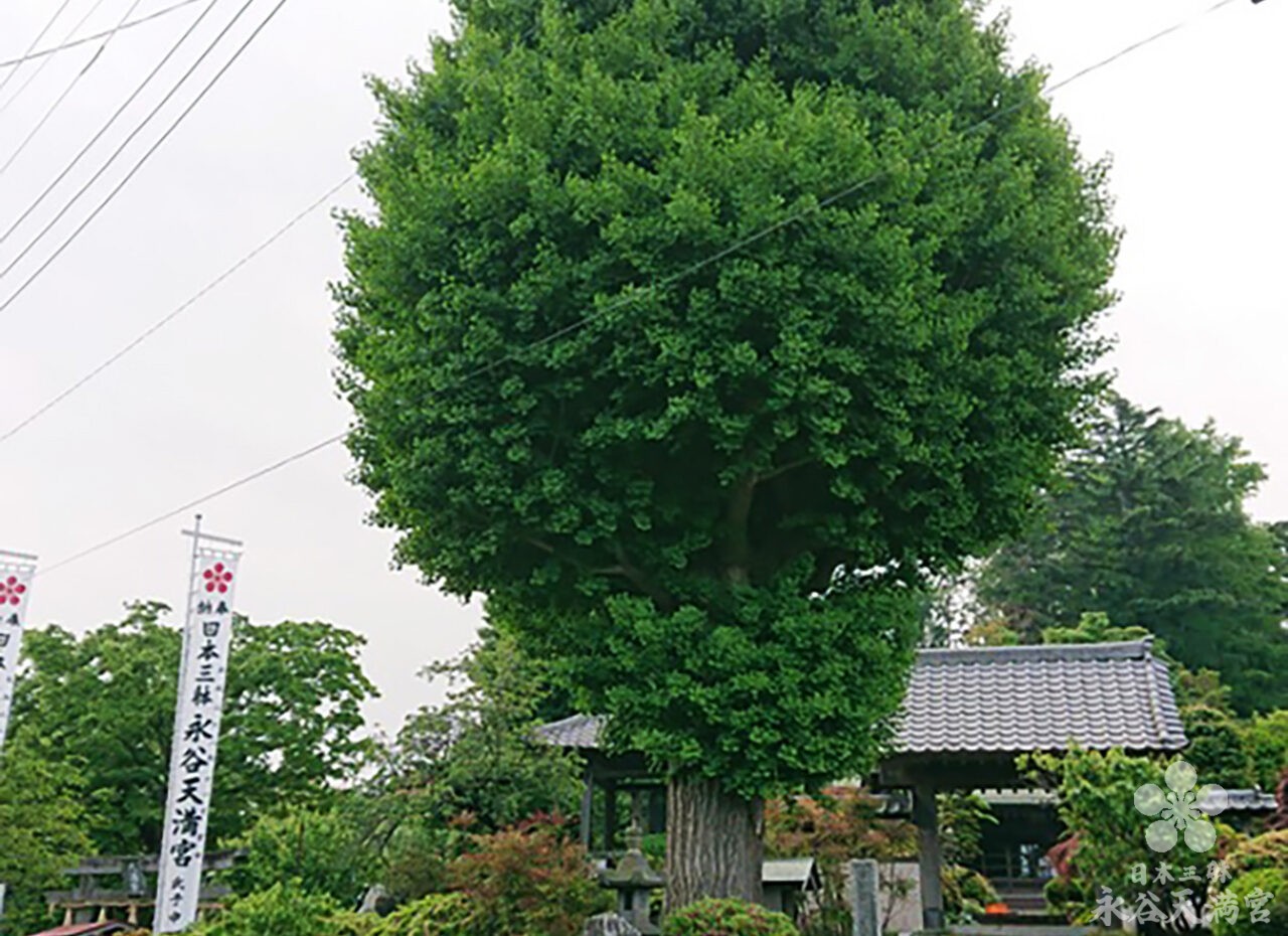 本日の境内の様子