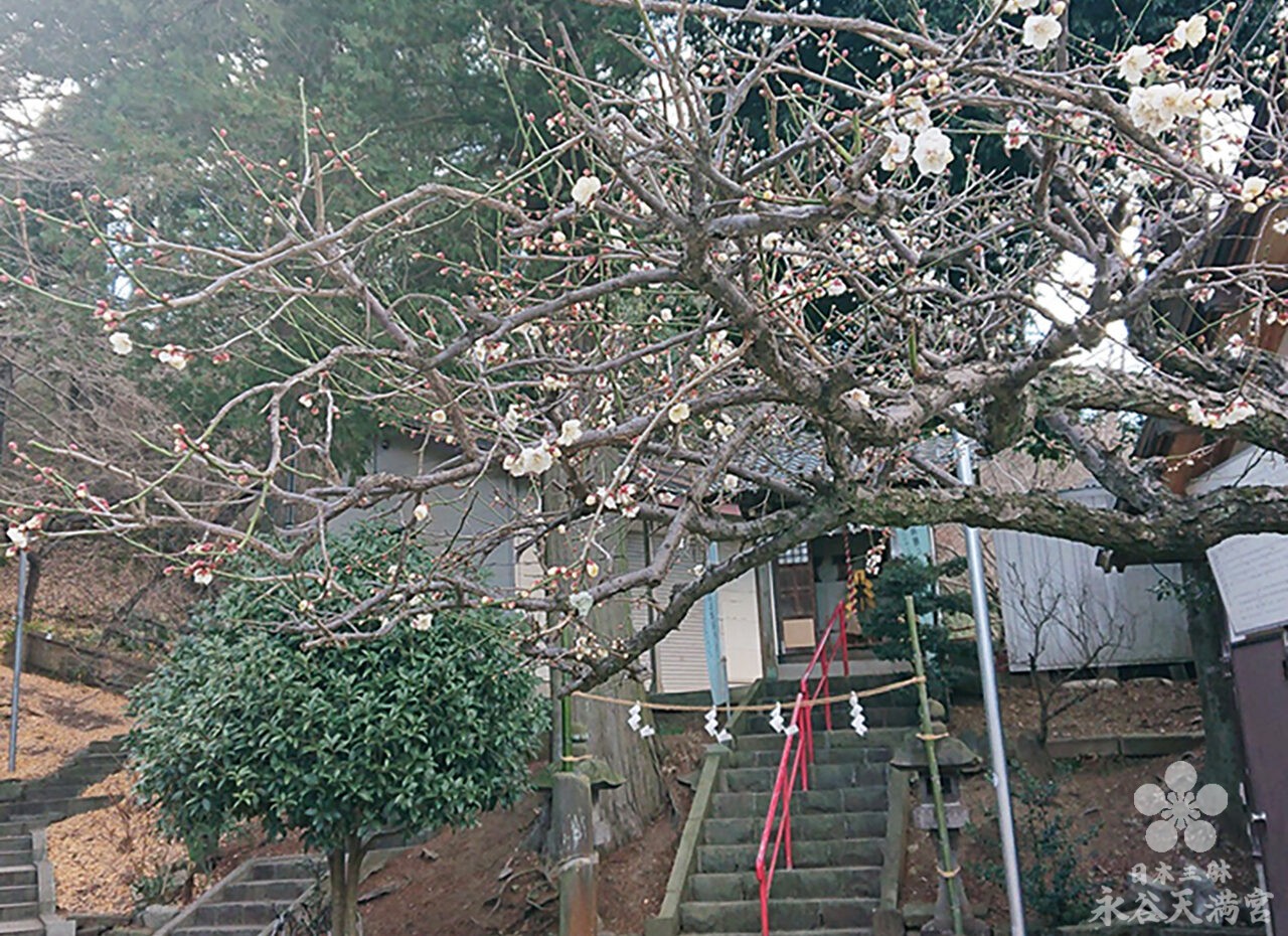 梅の花の様子