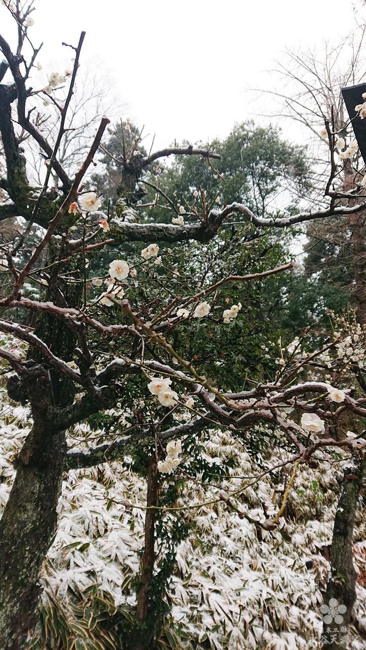 春の雪と梅