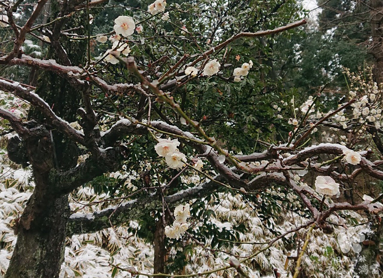 春の雪と梅