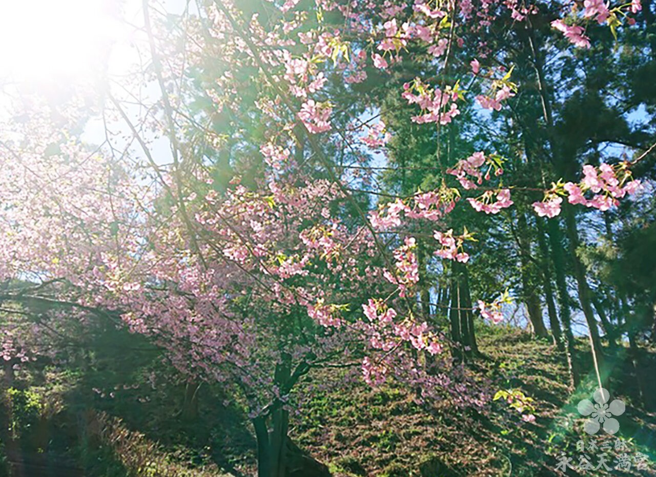 境内の河津桜