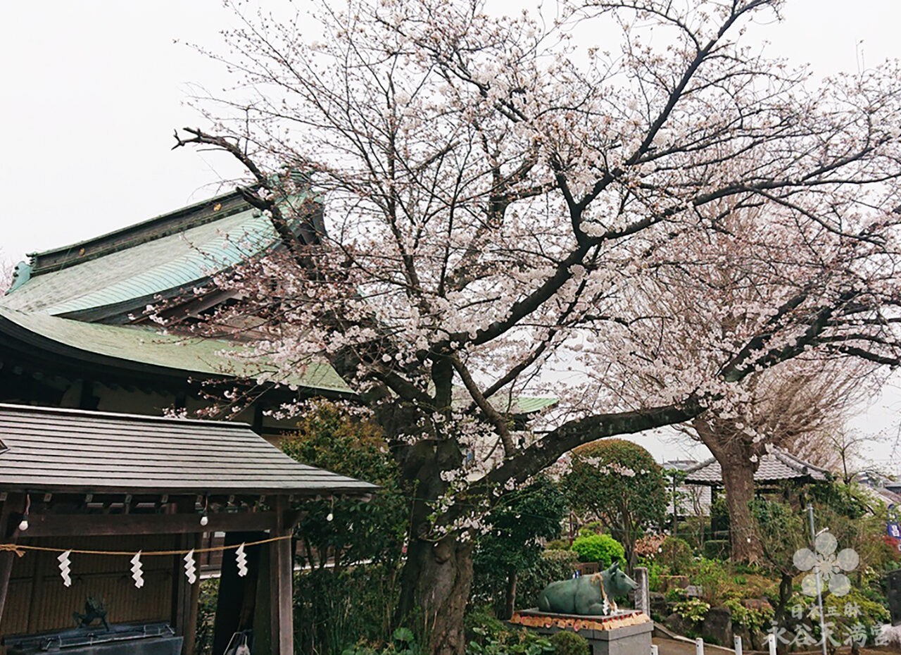 境内の桜