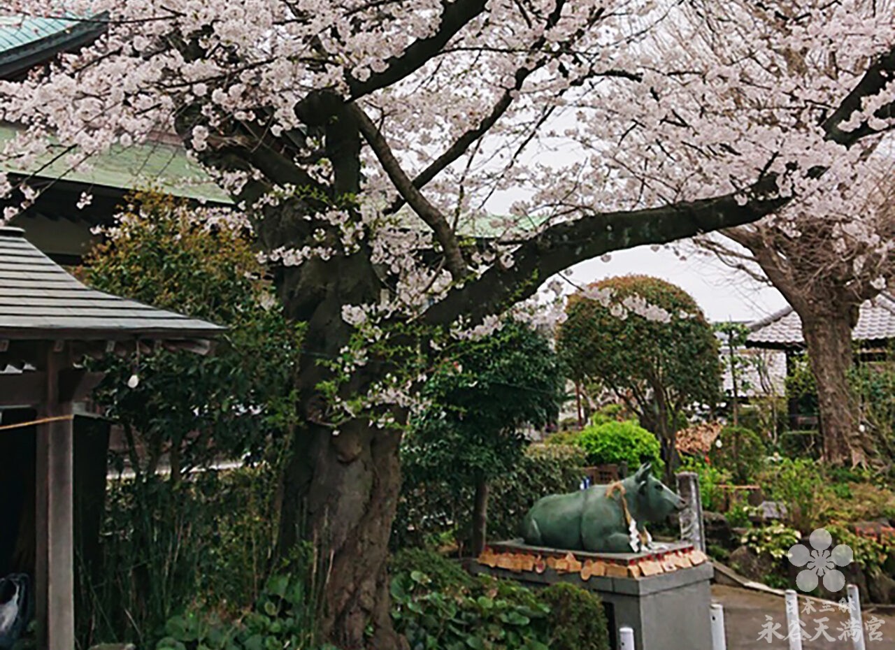 社務所の上の満開の桜