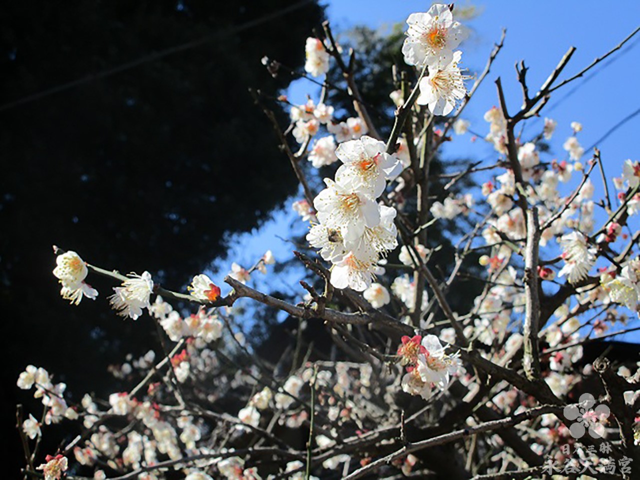 2月の梅