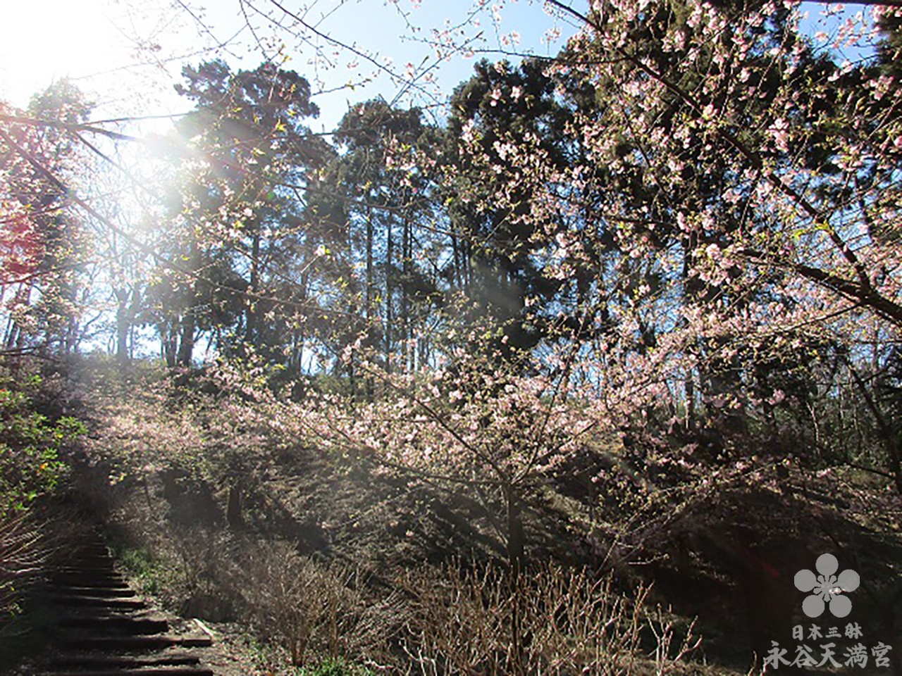 3月の桜