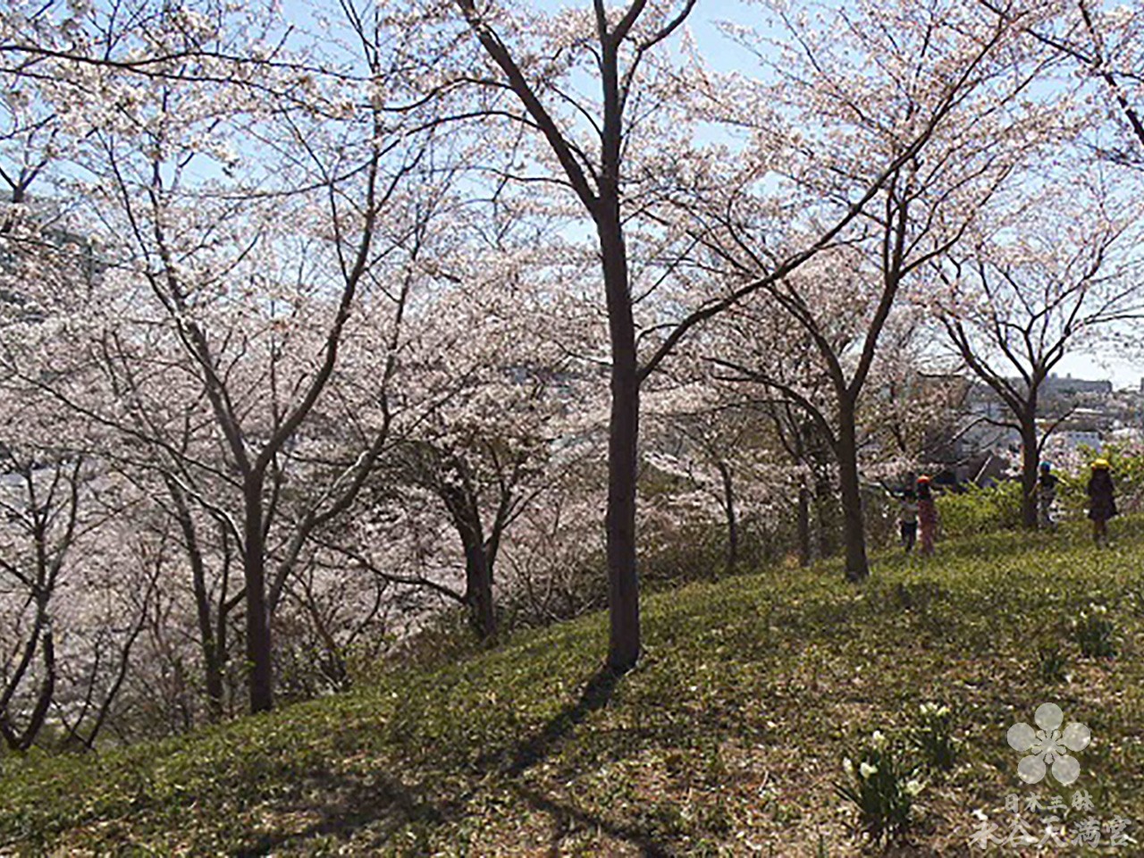 3月の桜