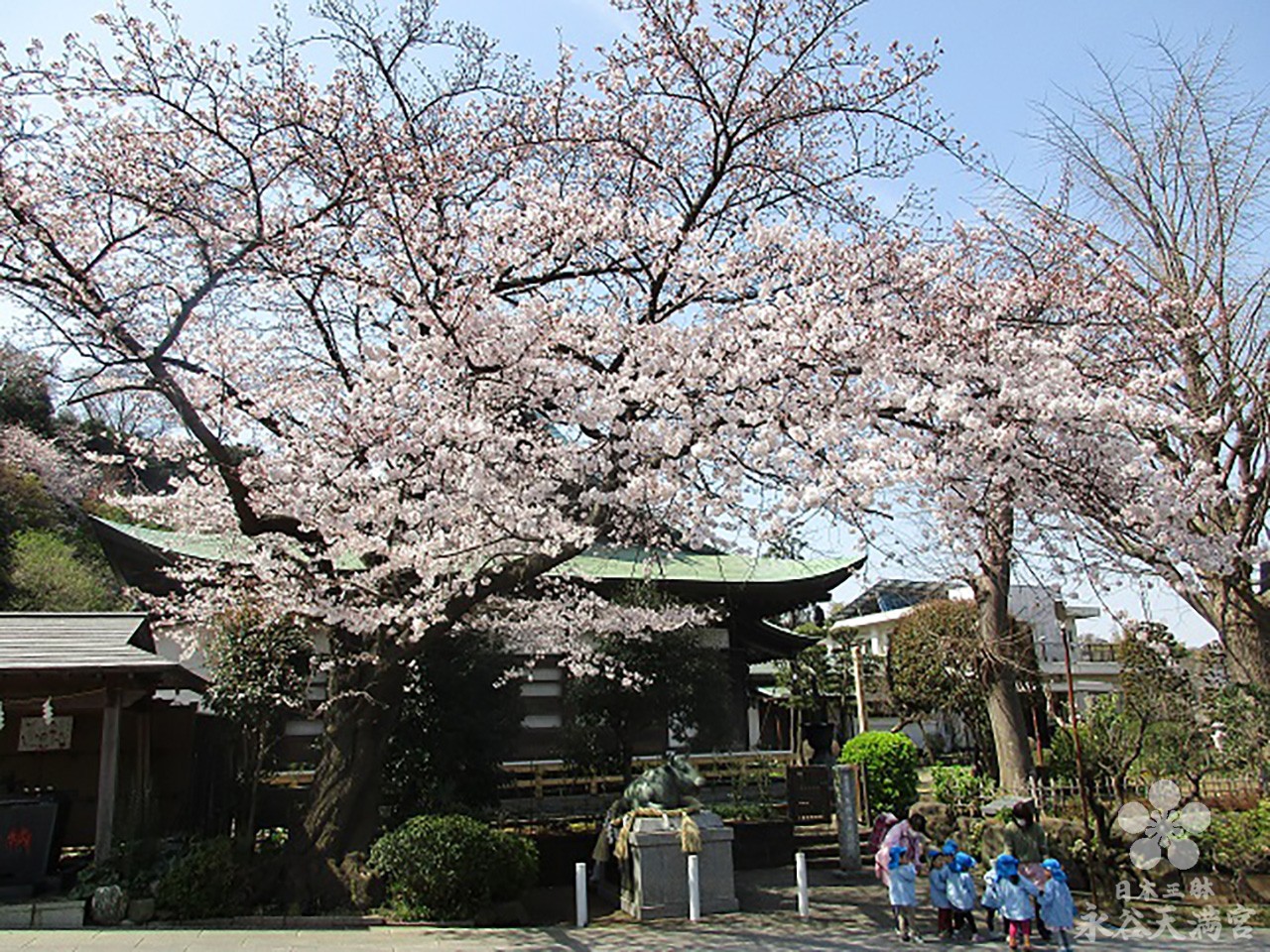 3月の桜