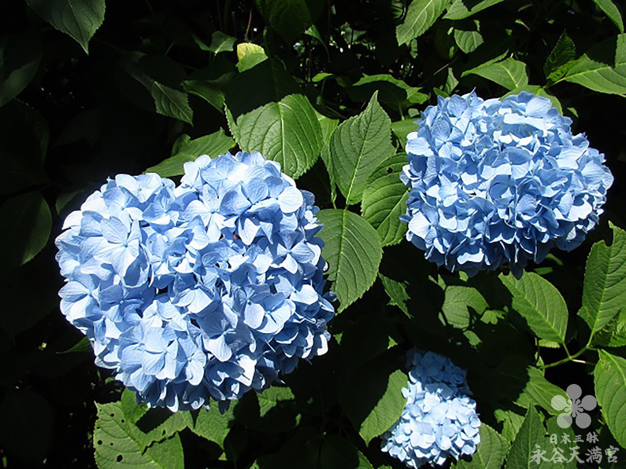 6月の紫陽花