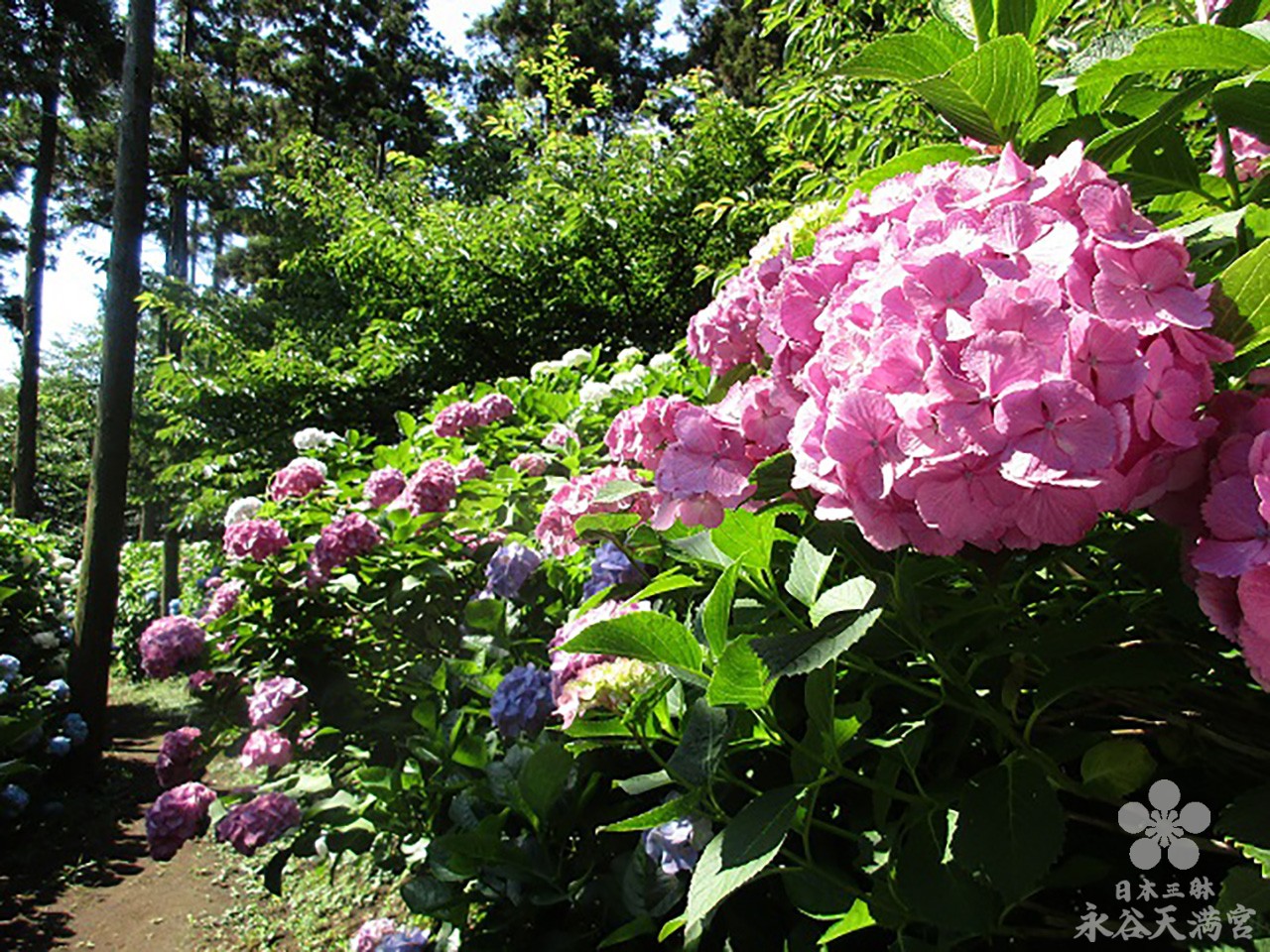 6月の紫陽花