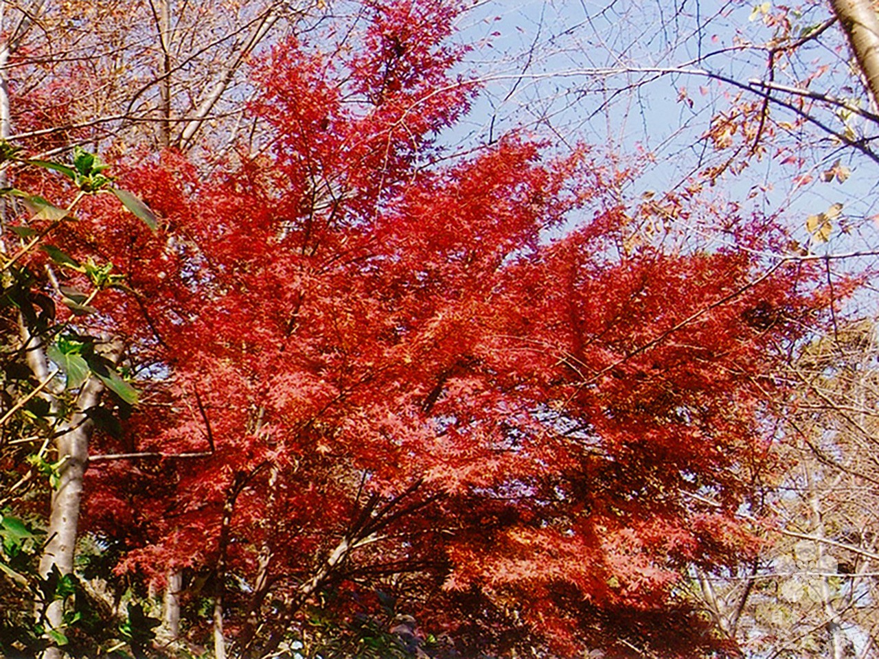 11月の紅葉